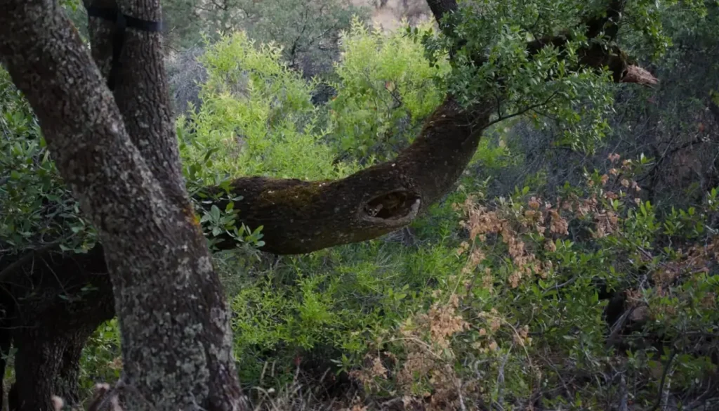 Alimentacion del cacomixtle - Mis Animal - características del cacomixtle