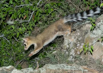 Cacomixtle como mascota