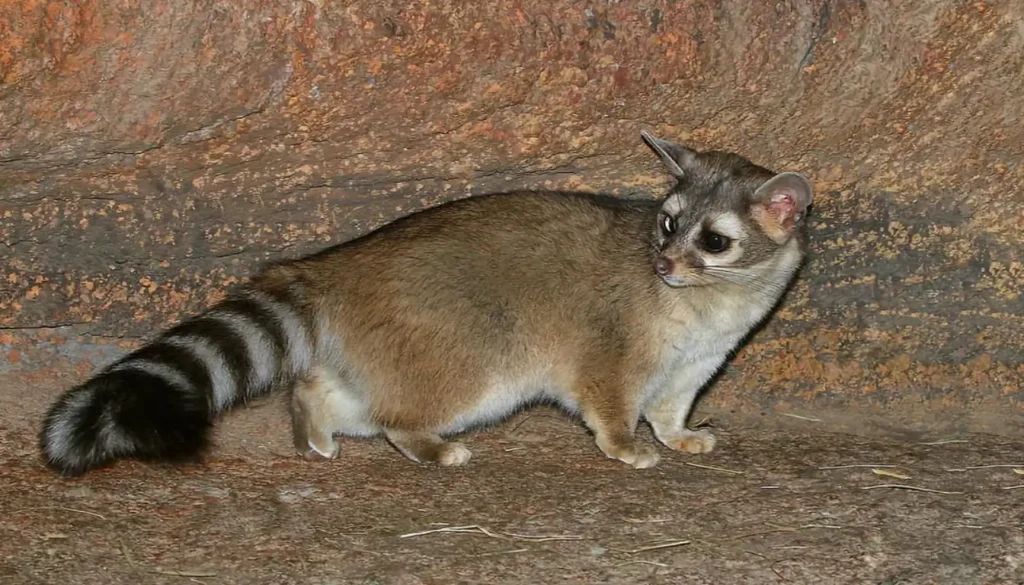 Cacomixtle como mascota: ¿Es legal en México? - Mis Animal Cacomixtle como mascota en México