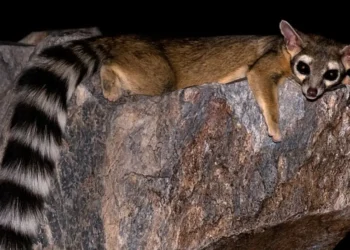 Características del cacomixtle