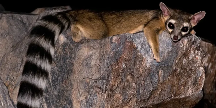 Características del cacomixtle