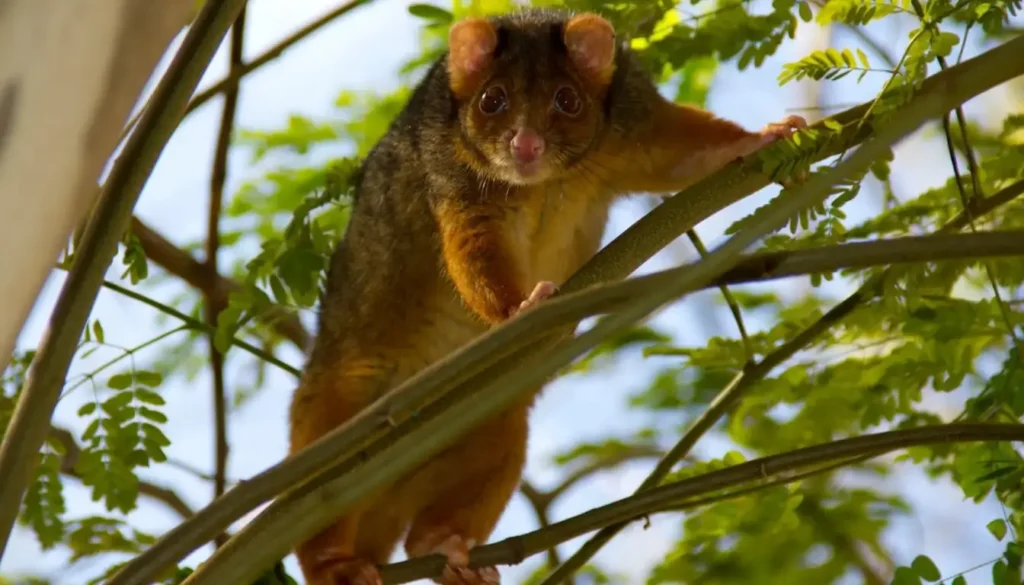 Caracteristicas fisicas del cacomixtle - Mis Animal - características del cacomixtle