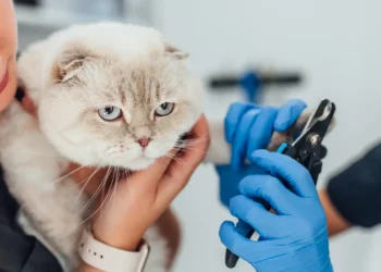 Corte de uñas en gatos: ¿cómo hacerlo correctamente?