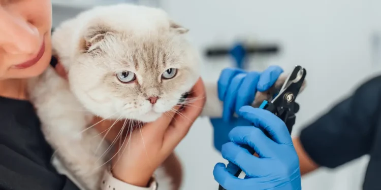 Corte de uñas en gatos: ¿cómo hacerlo correctamente?