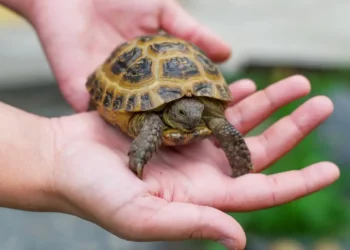 Descubre 4 tipos de tortugas como mascotas ideales