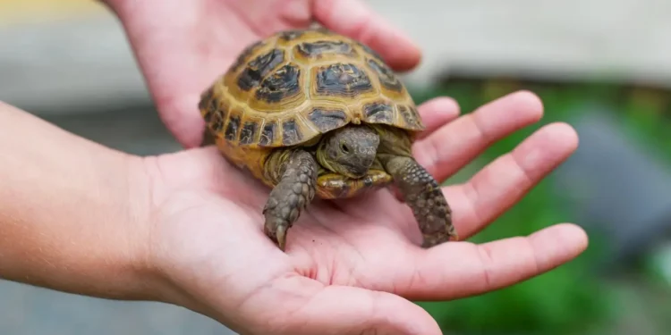 Descubre 4 tipos de tortugas como mascotas ideales - Mis Animal Descubre 4 tipos de tortugas como mascotas ideales