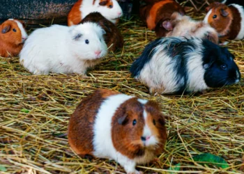 Descubre las razas de cuyos más populares