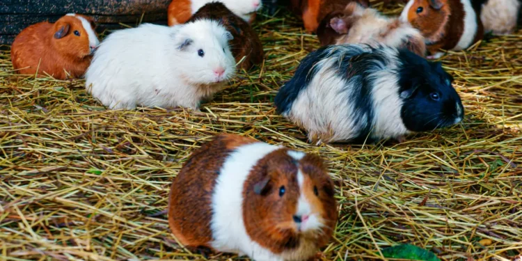 Descubre las razas de cuyos más populares