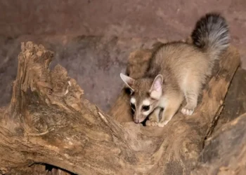 El cacomixtle es peligroso