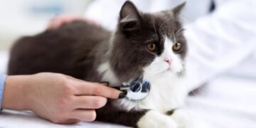 Enfermedades comunes en gatos