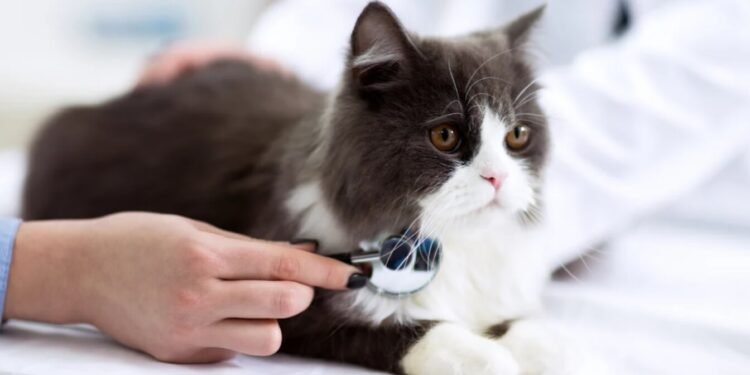 Enfermedades comunes en gatos