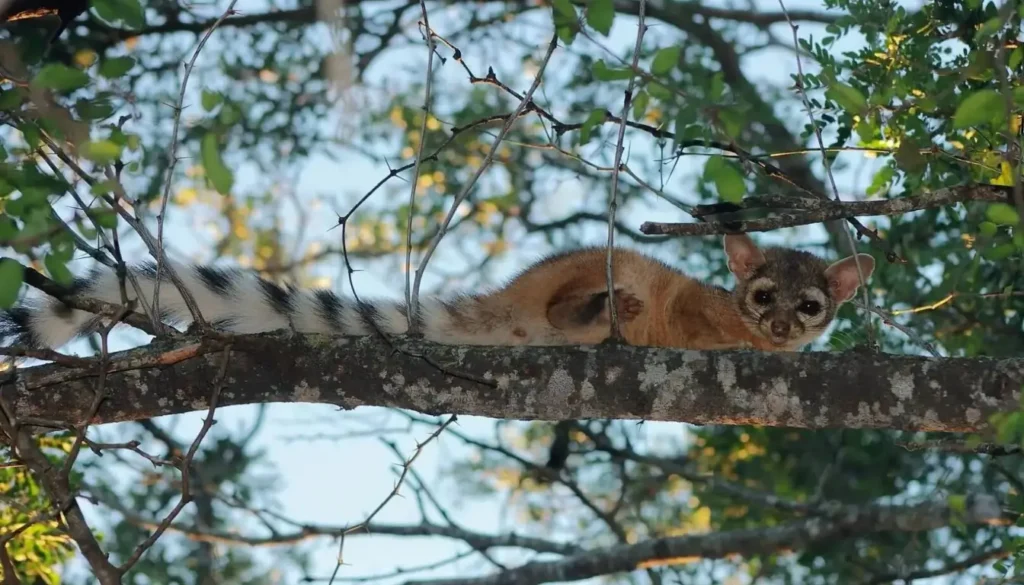 Importancia ecologica del cacomixtle - Mis Animal - características del cacomixtle