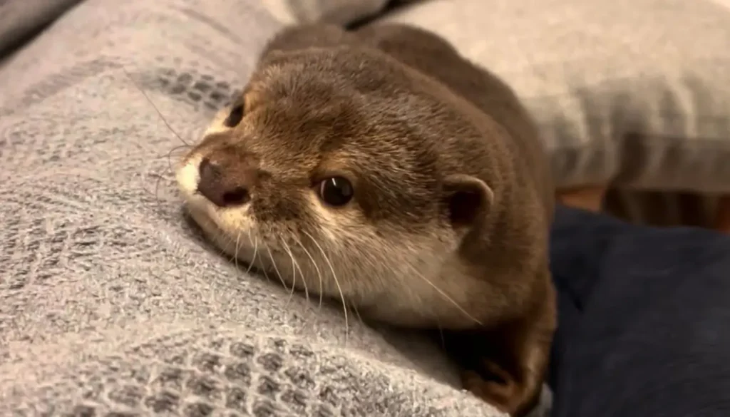Nutrias Como Mascotas - Mis Animal Legalidad de Tener Nutrias Como Mascotas en España