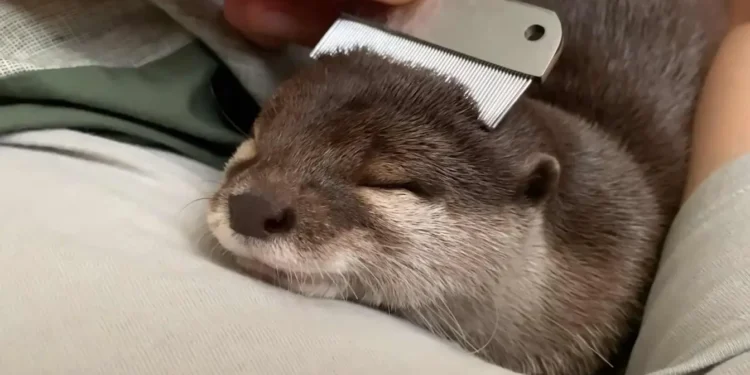 Nutrias Como Mascotas - Mis Animal Nutrias Como Mascotas