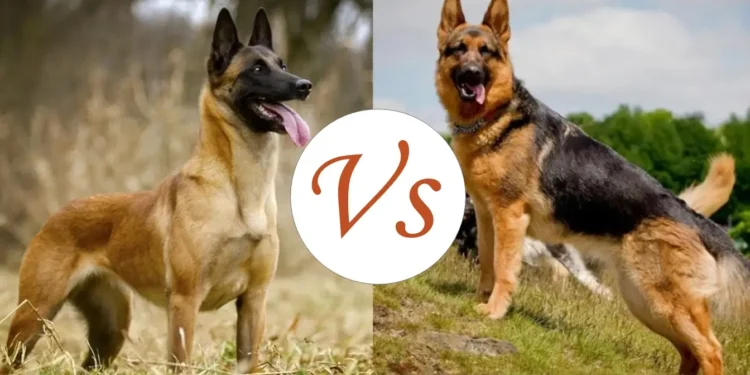 Pastor belga malinois vs pastor alemán