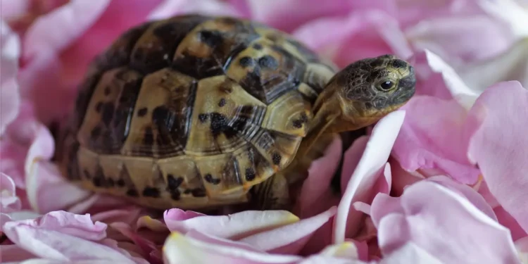 Precio de las tortugas domésticas en México y España - Mis Animal Precio de las tortugas domésticas en México y España