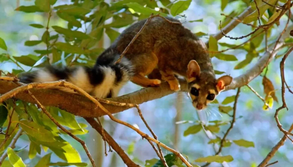 Cacomixtle como mascota: ¿Es legal en México? - Mis Animal Riesgos de tener un cacomixtle como mascota - Mis Animal - cacomixtle como mascota