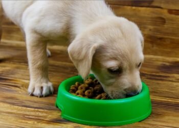 Tabla de porciones para cachorros