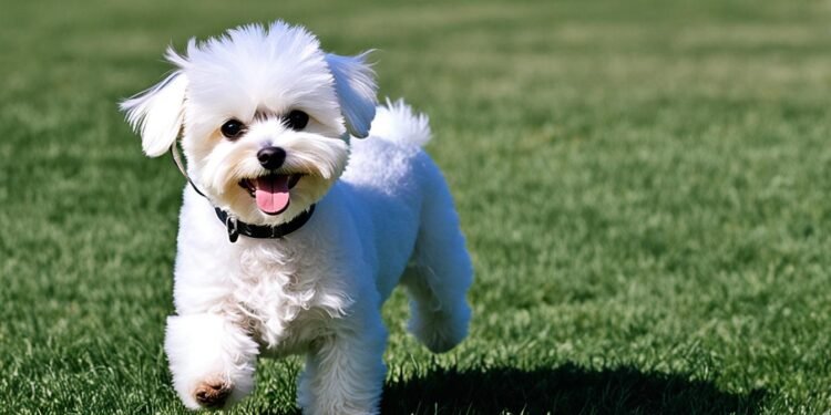 Bichon maltés: Guía completa de la raza canina - Mis Animal bichon maltes