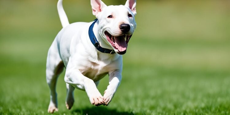 Bull terrier inglés - Mis Animal bull terrier como mascota