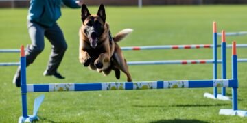entrenamiento de pastor belga malinois