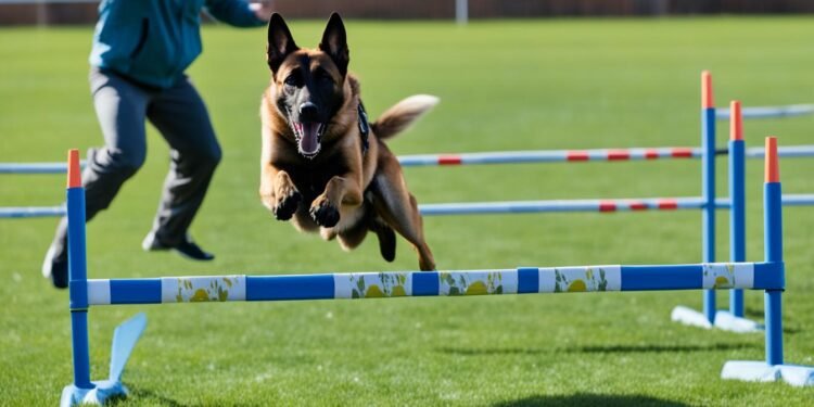Entrenamiento de pastor belga malinois - Mis Animal entrenamiento de pastor belga malinois