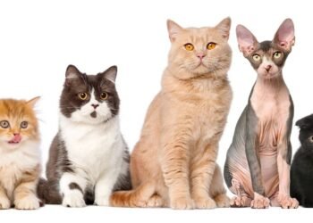 Descubre las razas de gatos más populares