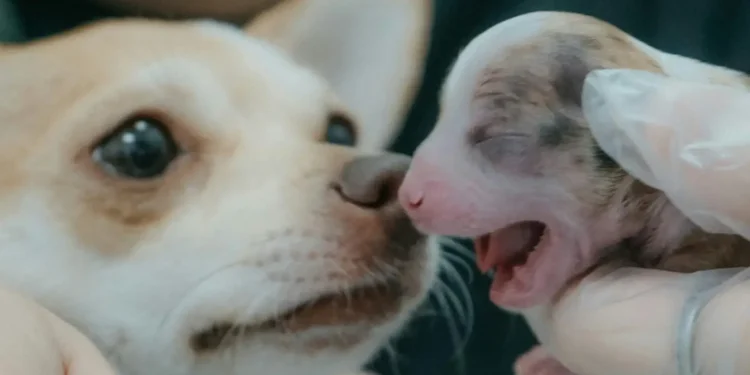 Cuánto dura el embarazo de un perro
