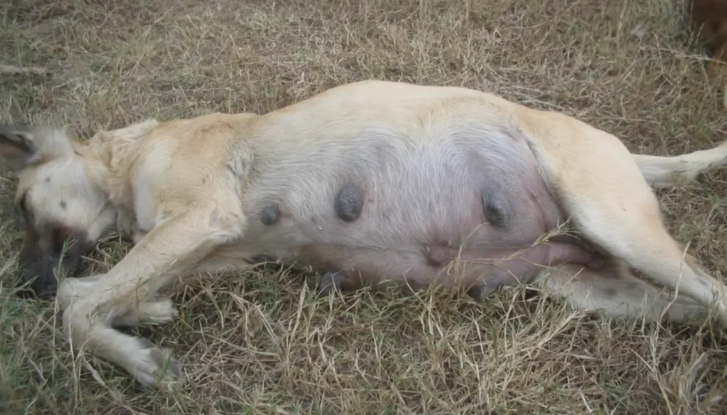 Signos tempranos de embarazo en perras - Mis Animal - cuanto dura el embarazo de un perro